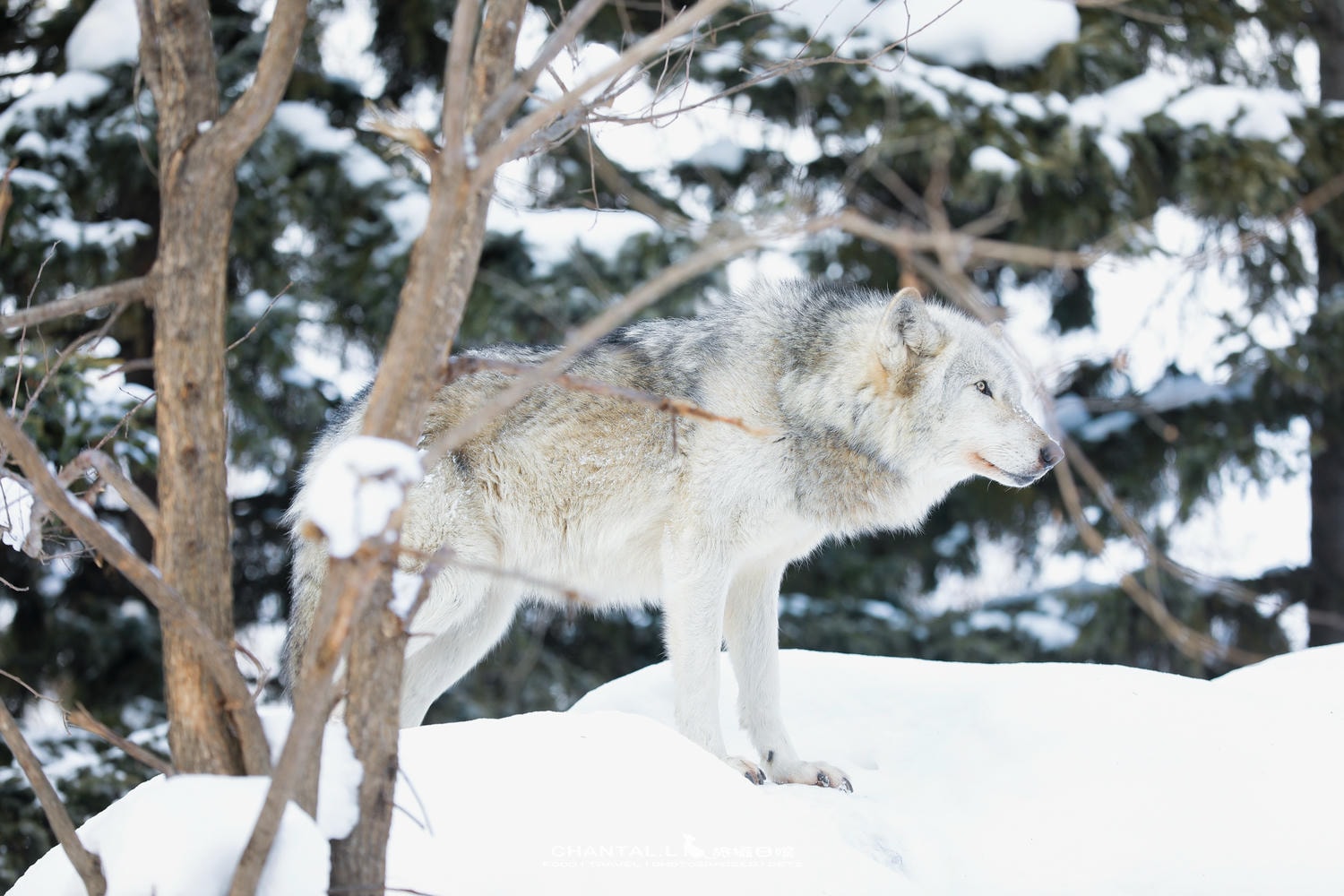 2024 北海道公路之旅 事隔四年二訪旭川動物園,實際體驗與再訪心得 - 第8張圖 2024 北海道公路之旅 事隔四年二訪旭川動物園,實際體驗與再訪心得