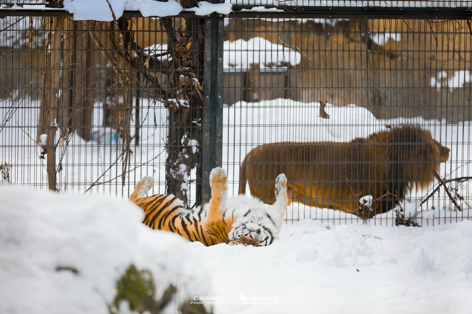 2024 北海道公路之旅 事隔四年二訪旭川動物園,實際體驗與再訪心得 - 第11張圖 2024 北海道公路之旅 事隔四年二訪旭川動物園,實際體驗與再訪心得