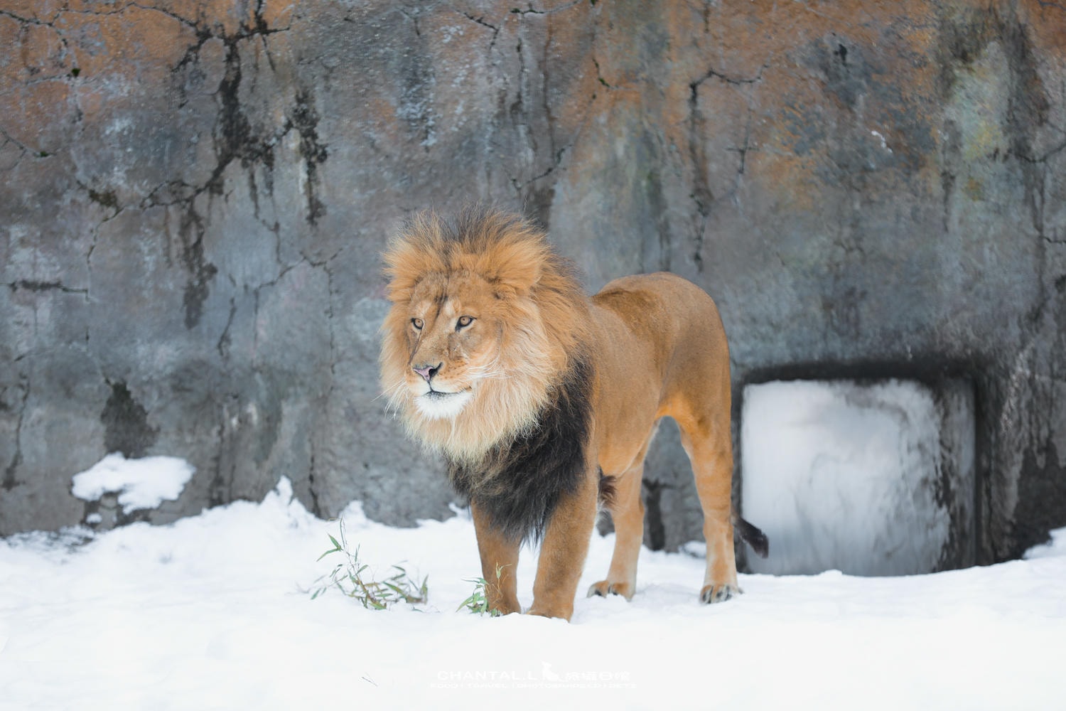 2024 北海道公路之旅 事隔四年二訪旭川動物園,實際體驗與再訪心得 - 第10張圖 2024 北海道公路之旅 事隔四年二訪旭川動物園,實際體驗與再訪心得