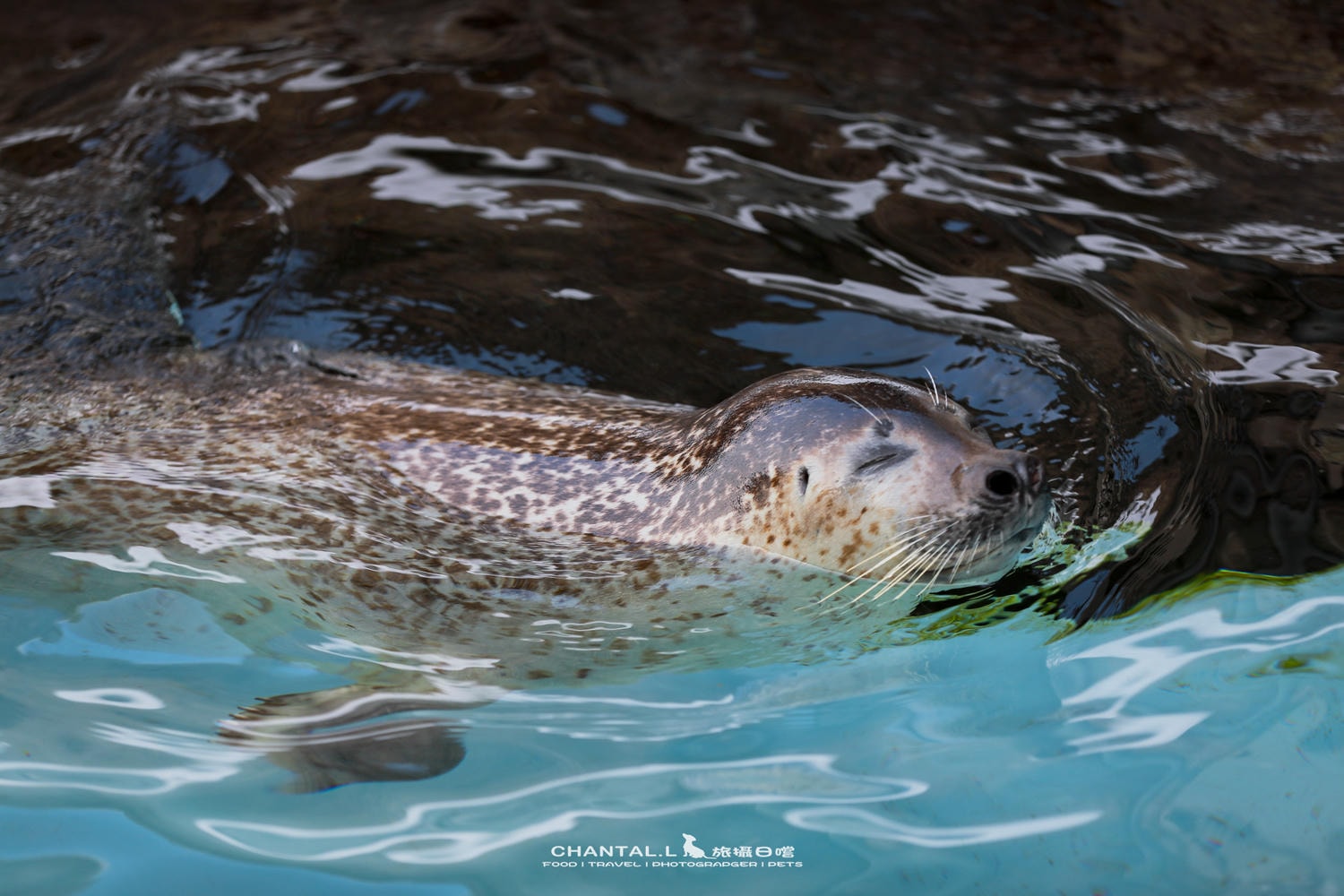 2024 北海道公路之旅 事隔四年二訪旭川動物園,實際體驗與再訪心得 - 第22張圖 2024 北海道公路之旅 事隔四年二訪旭川動物園,實際體驗與再訪心得