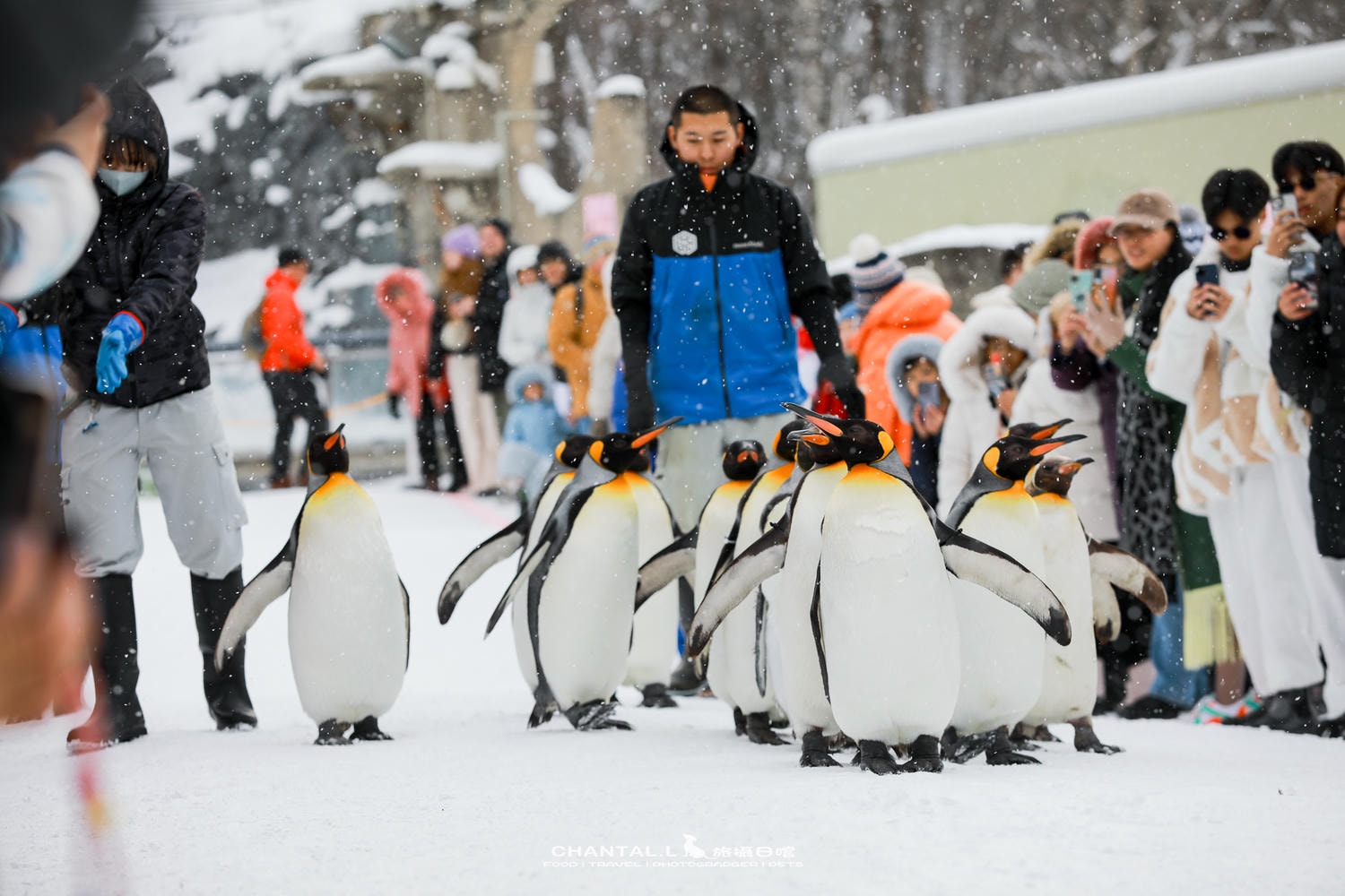 2024 北海道公路之旅 事隔四年二訪旭川動物園,實際體驗與再訪心得 - 第24張圖 2024 北海道公路之旅 事隔四年二訪旭川動物園,實際體驗與再訪心得