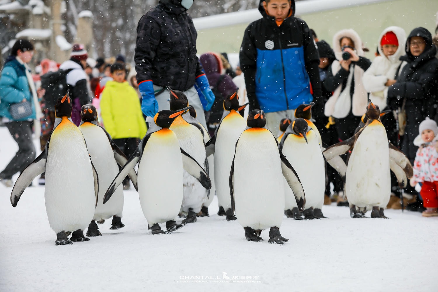 2024 北海道公路之旅 事隔四年二訪旭川動物園,實際體驗與再訪心得 - 第26張圖 2024 北海道公路之旅 事隔四年二訪旭川動物園,實際體驗與再訪心得